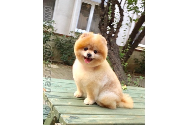 Pomeranian Dişi köpek