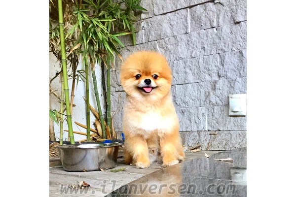 Pomeranian yaş 1 Şenlikköy Mah.
