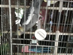  Sultan papağanı Sahibinden 300 TL