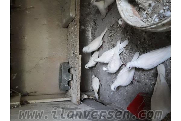İskender Paşa Mah. hayvanlar ilanı