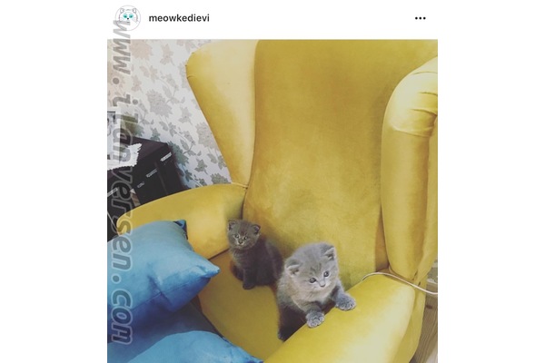 Scottish fold 0-3 Aylık
