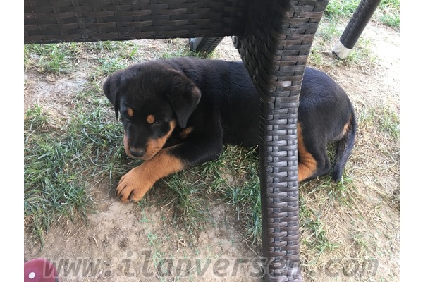 Aşılı Rottweiler