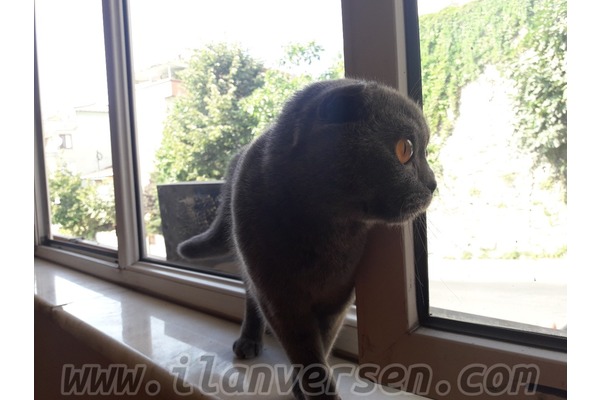 Scottish fold ilanları