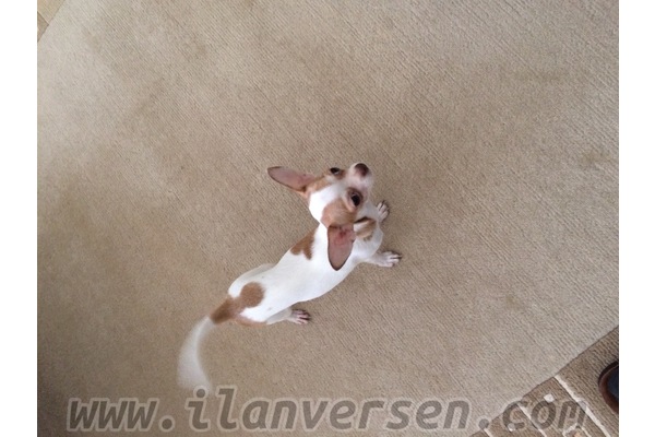 Chihuahua Pınarbaşı Mah.