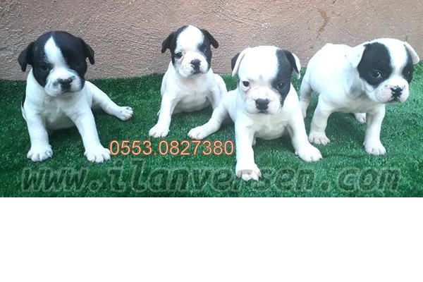 köpek French bulldog fiyatları