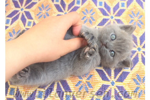 Alemdar Mah. kedi ilanları