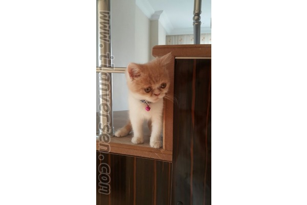 Demirci Mah. kedi ilanı ver