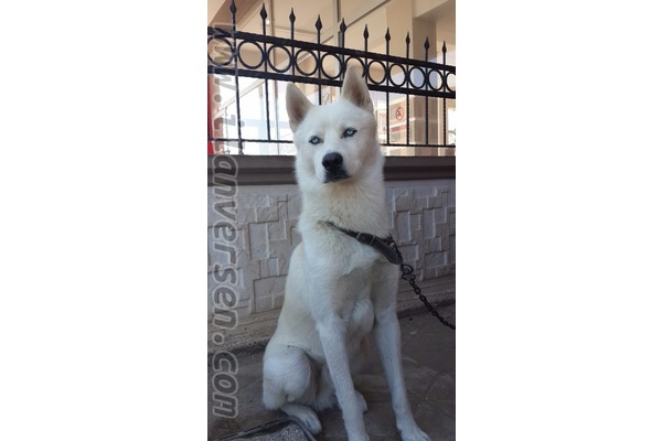 1.5 Yaşında Stılık BeyaZ Sibirya Kurdu(Husky)
