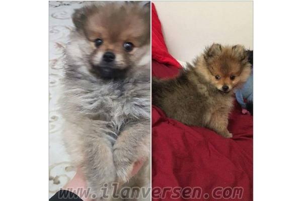 Göksu Mah. Pomeranian ilanları