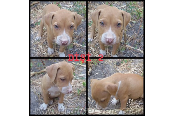 Balatçık Mah. köpek fiyatları