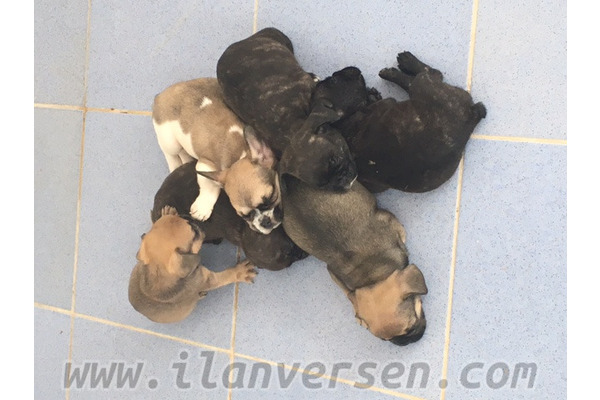 French bulldog 1500 TL Barbaros Mah.