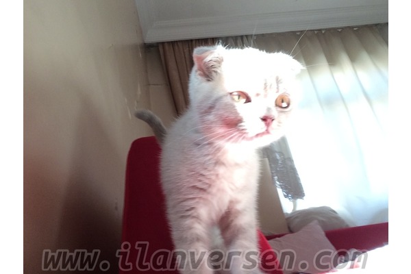 kedi Scottish fold fiyatları