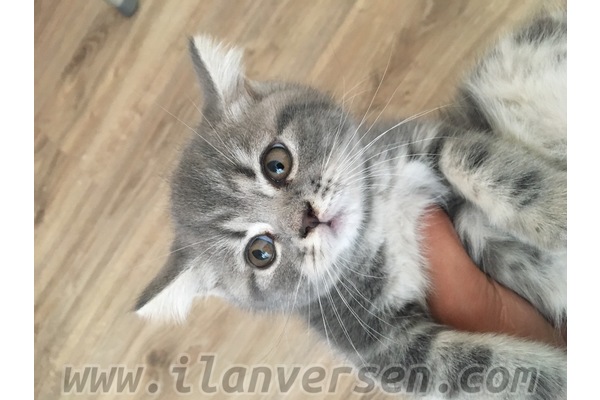 Dişi kedi Arıkbaşı Mah.