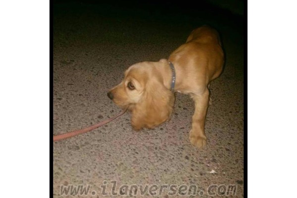 American coccer köpek Karşıyaka