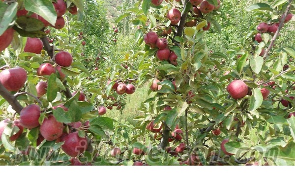 satıyorum Alışverış Hamamözü