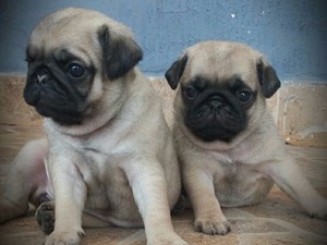Kültür Mah. Pug ilanları