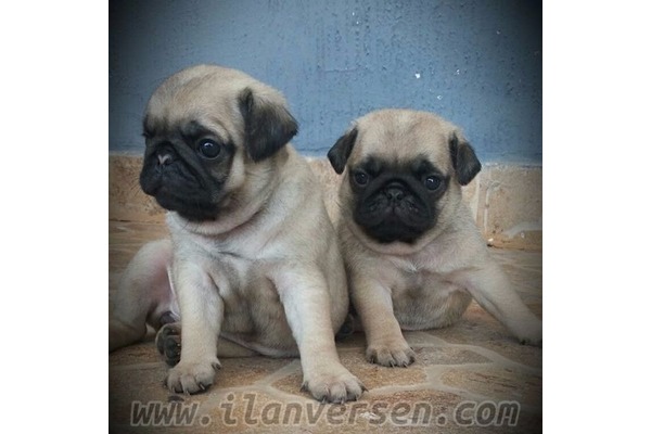 Kültür Mah. Pug ilanları