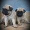 Kültür Mah. Pug ilanları