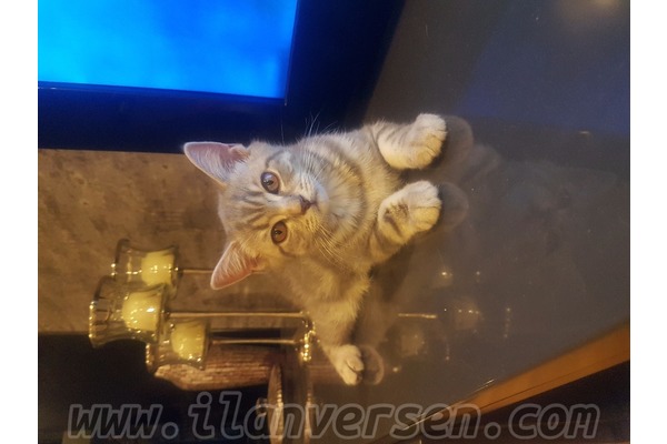 Erkek kedi Bahçelievler Mah.