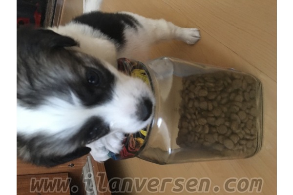 Diğer köpek ırkı Dişi Bahçelievler Mah.