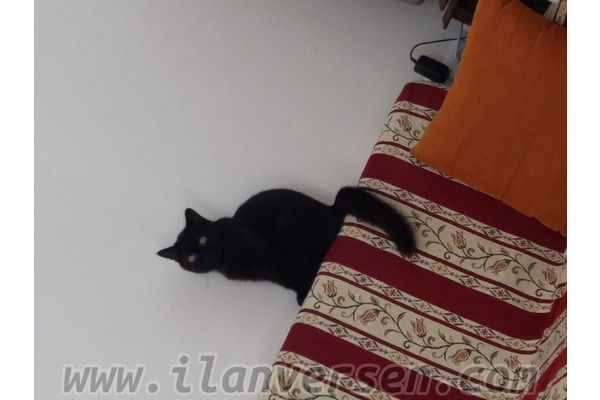 kedi British shorthair fiyatları