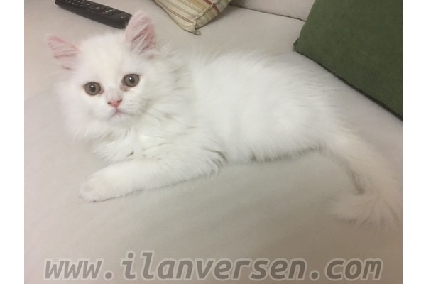 Chinchilla 800 TL Atıfbey Mah.
