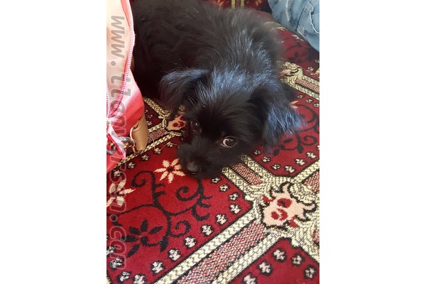 Maltese terrier Saray Mah.