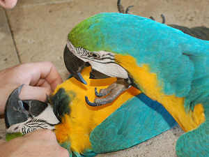 macaw papagani