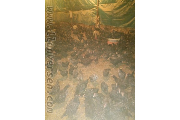 Sücüllü Bld. hayvanlar ilanları