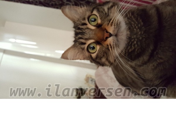 Bostancı Mah. kedi fiyatları