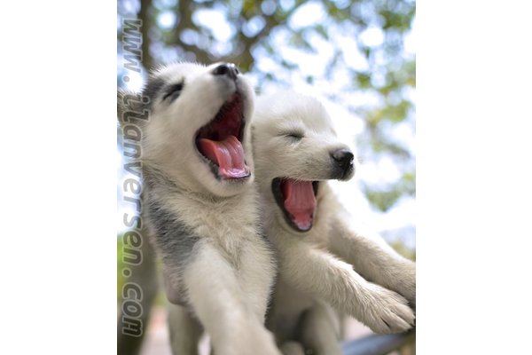 Husky 0 TL 19 Mayıs Mah.