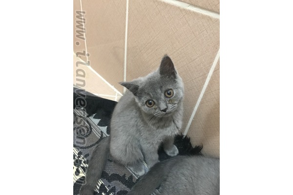 Dişi ve Erkek kedi Çayyolu Mah.