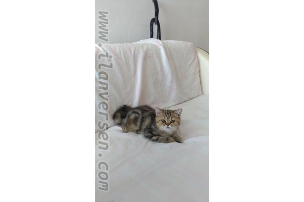 Exotic shorthair yavrular