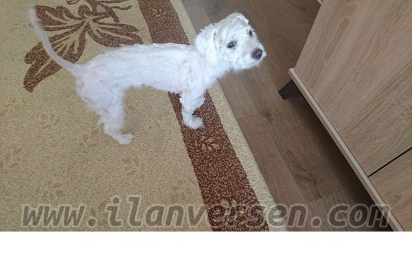 İstiklal Mah. köpek ilanı ver