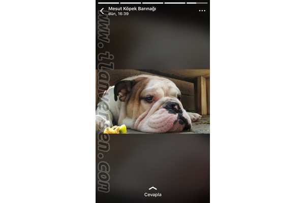 English bulldog yaş 1