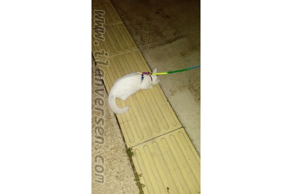 Diğer kedi ırkı Sahibinden 1 TL