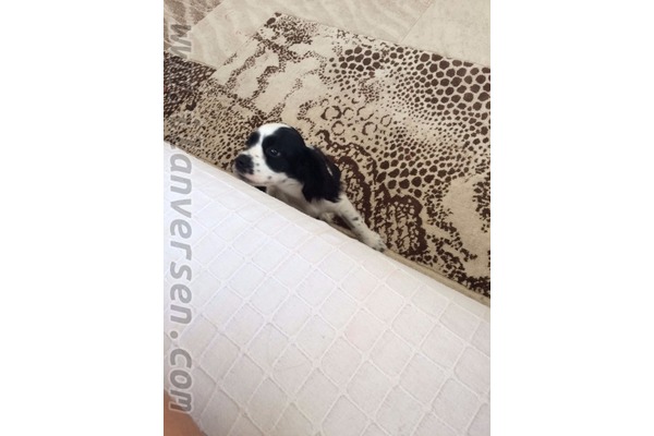 Cavalier king Charles köpek Karşıyaka