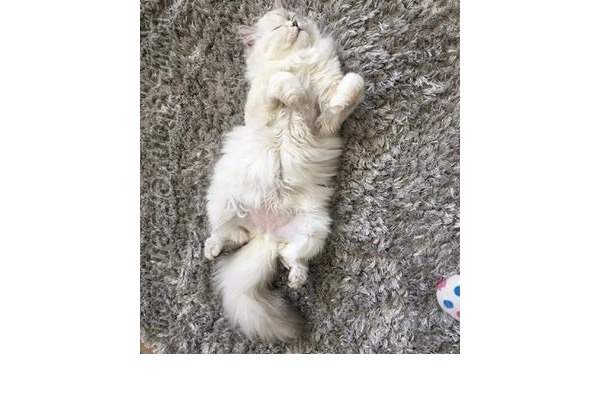 Chinchilla 6-12 Aylık