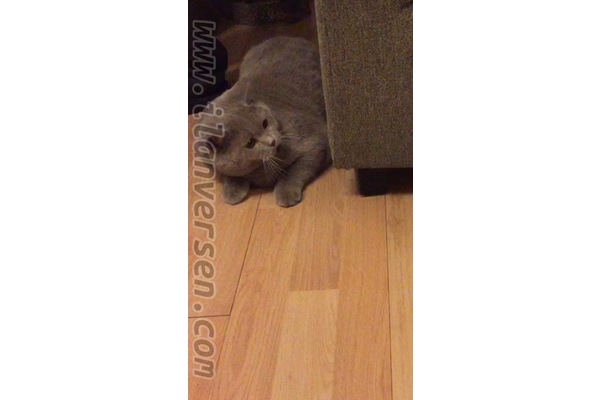 Çankaya Mah. kedi ilanı