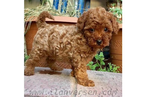 Poodle 1 TL Şenlikköy Mah.