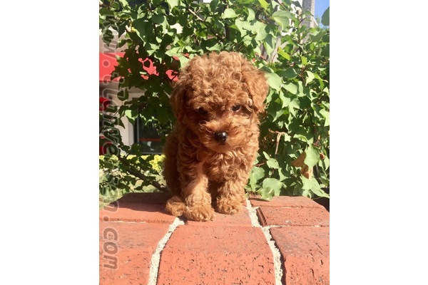 Safkan minyatür Poodle