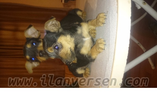 Pinscher Sahibinden 2000 TL