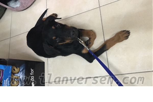 Rottweiler Sahibinden Sinanoba