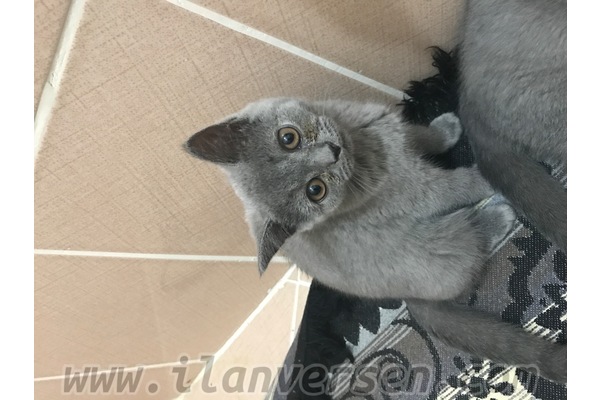 British shorthair Dişi ve Erkek Çayyolu Mah.