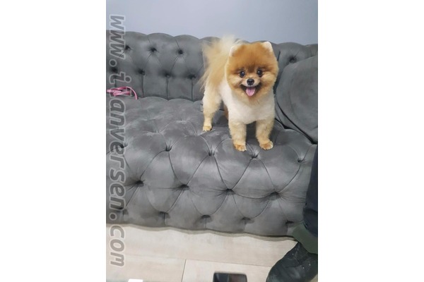 Pomeranian Çengelköy Mah.