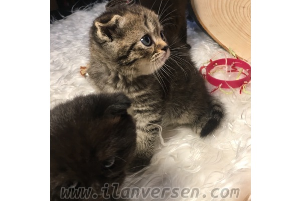 Scottish fold Marmara Mah.
