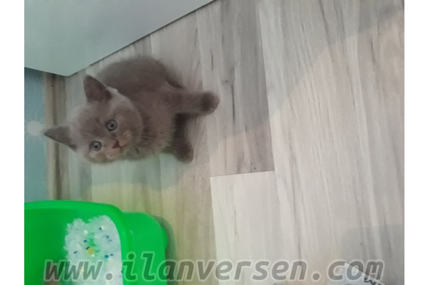 kedi ilanlari Cumhuriyet Mah.