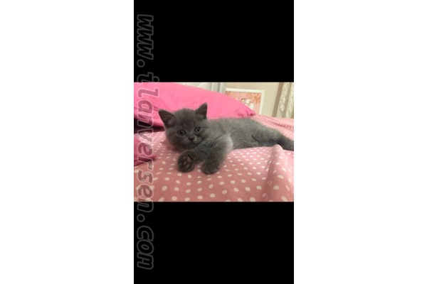 Scottish fold 0-3 Aylık