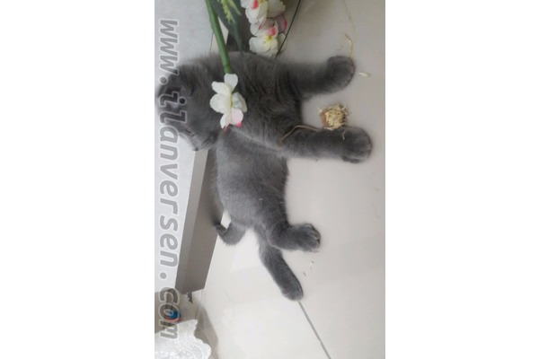 Scottish fold 0-3 Aylık