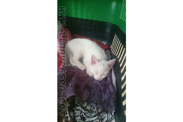 Erenler Mah. kedi ilanı ver